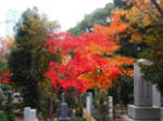 Aoyama Friedhof