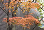 Herbst an der Omote Sandô in Aoyama